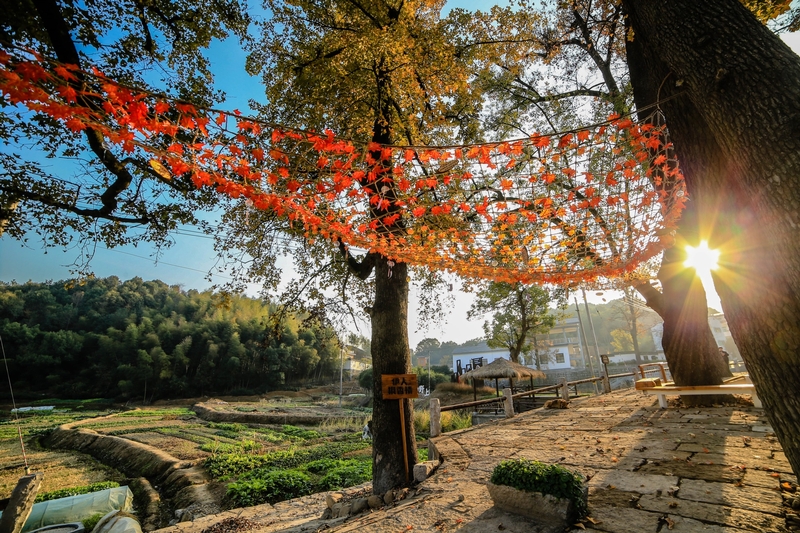 浙江省杭州市蕭山區(qū)樓塔鎮(zhèn)大同二村